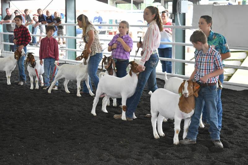 genesee county fair 4-h goat show