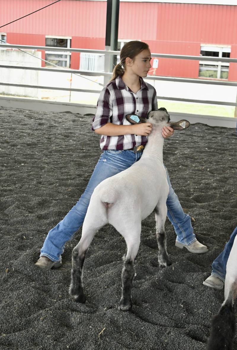 4H Sheep Show Genesee County Fair