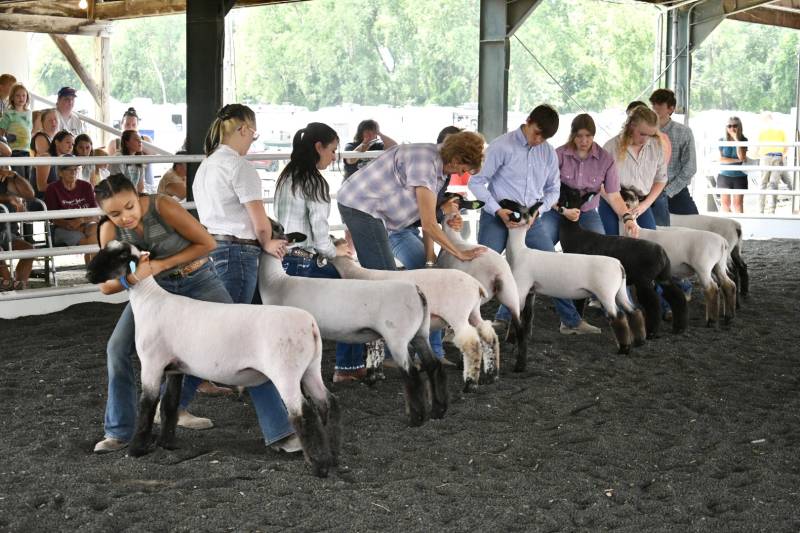 4H Sheep Show Genesee County Fair