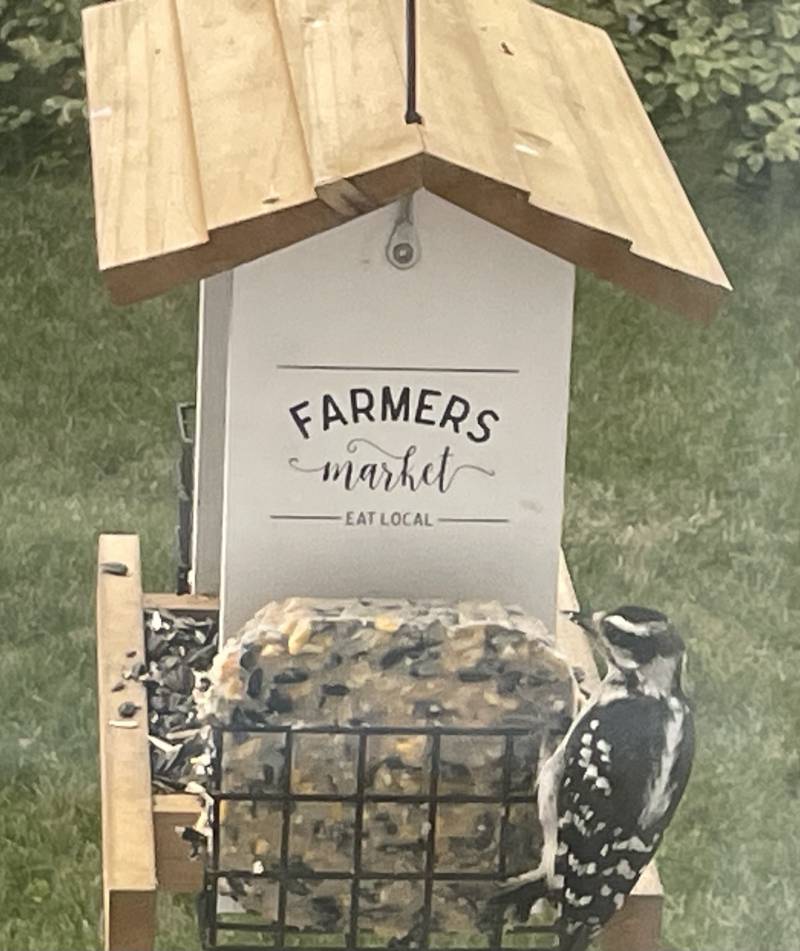 jason smith downy woodpecker