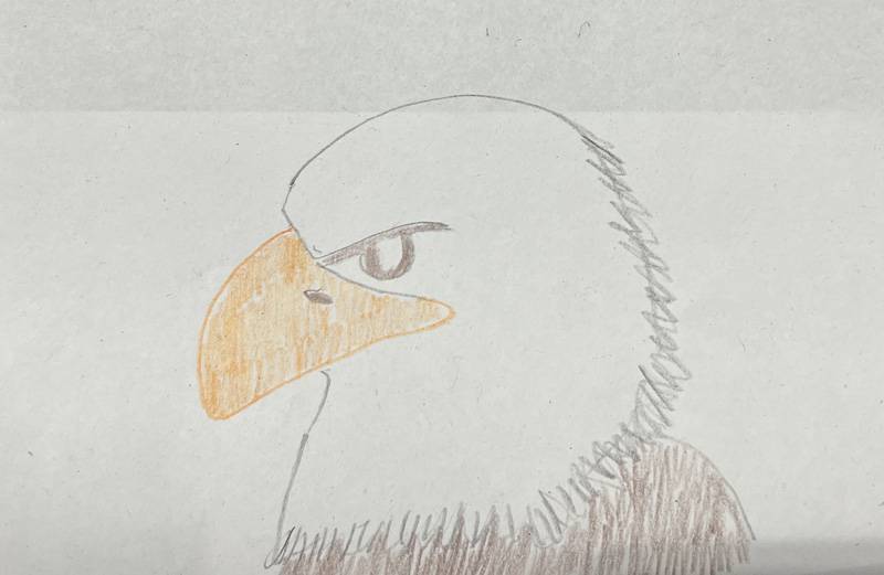 eagle drawing 10