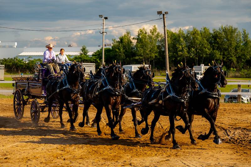 six hitch horse competition at Genesee County Fair