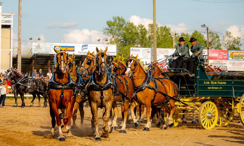 six hitch horse competition at Genesee County Fair