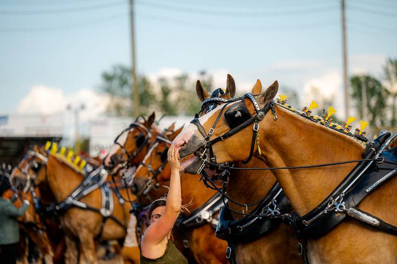 six hitch horse competition at Genesee County Fair