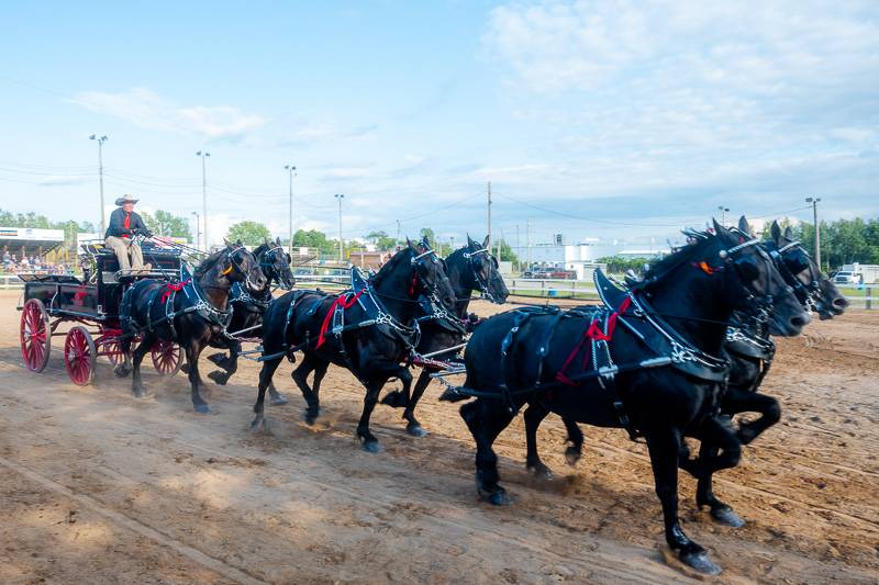 six hitch horse competition at Genesee County Fair