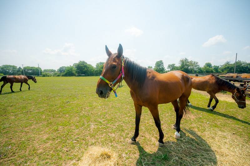 arena-mary-land-horse-rescue