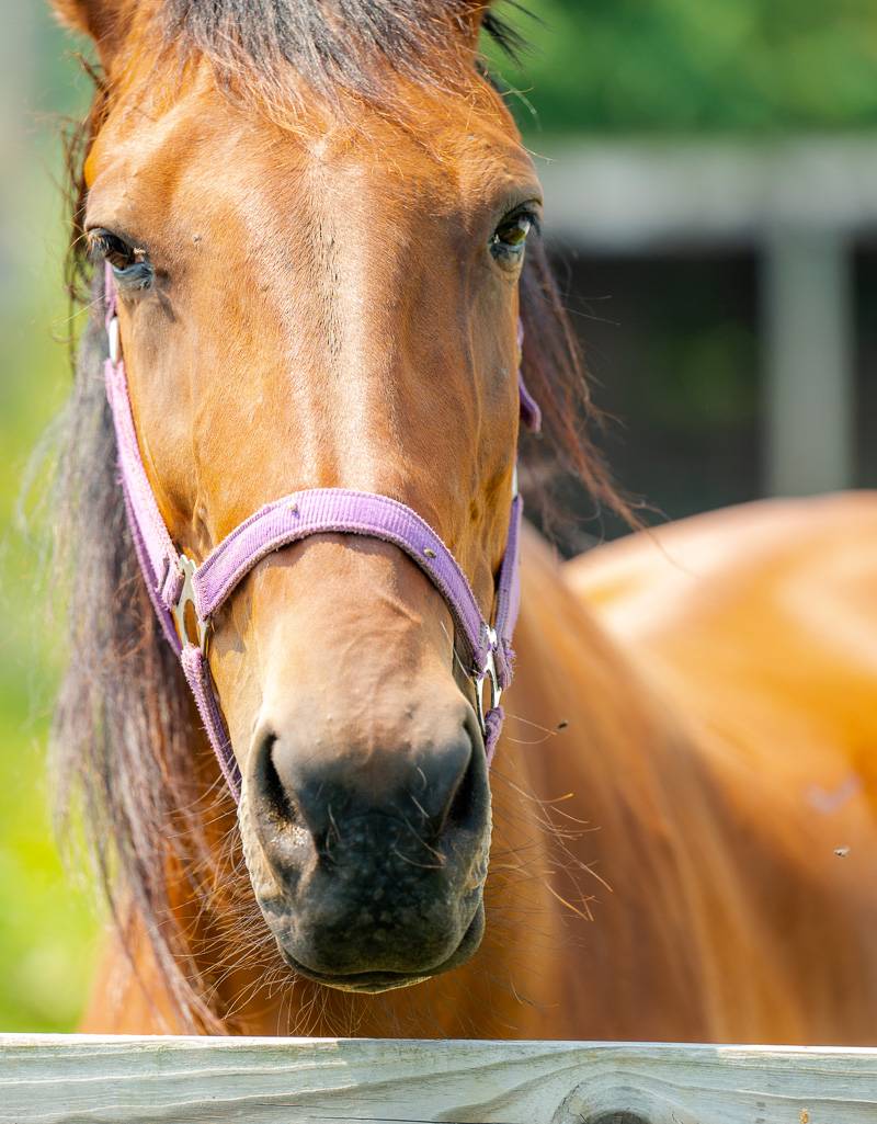 arena-mary-land-horse-rescue