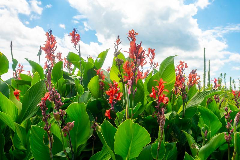 canna on starowitz road