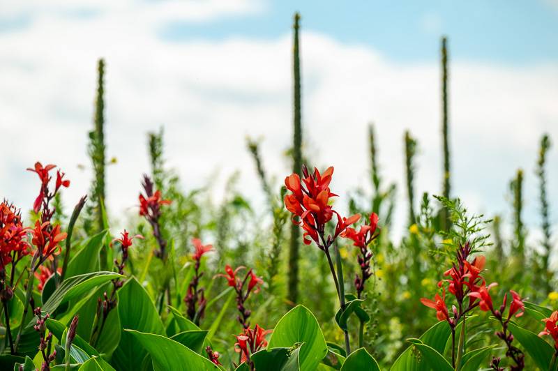 canna on starowitz road