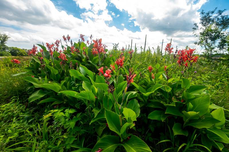 canna on starowitz road