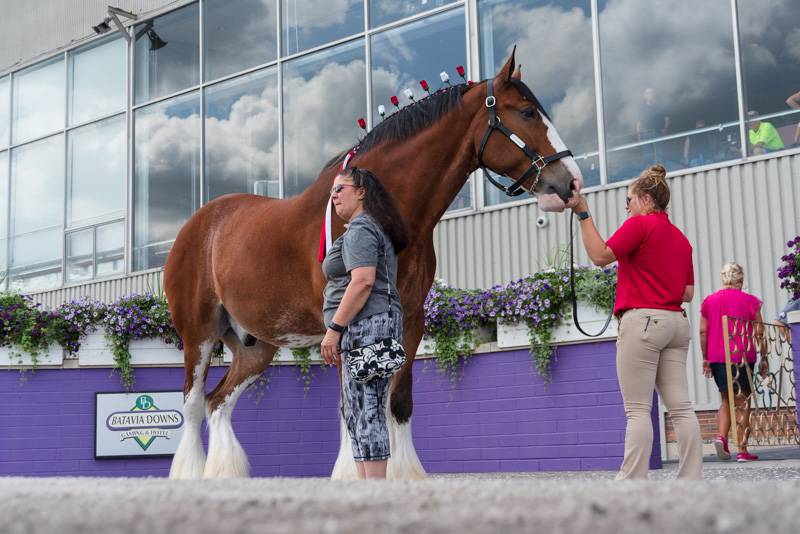 clydesdales at Batavia Downs