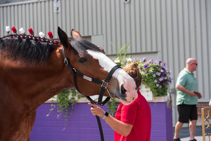 clydesdales at Batavia Downs