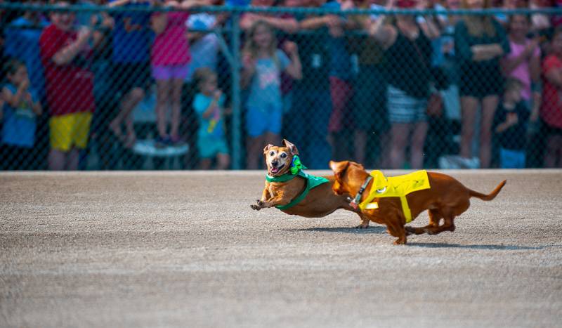 weiner dog race batavia downs 2018