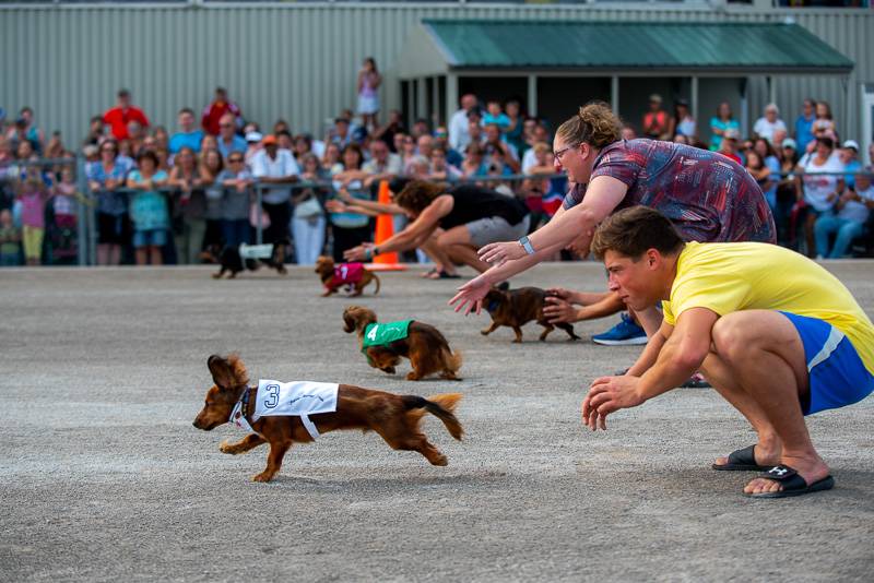 weiner dog race batavia downs 2018