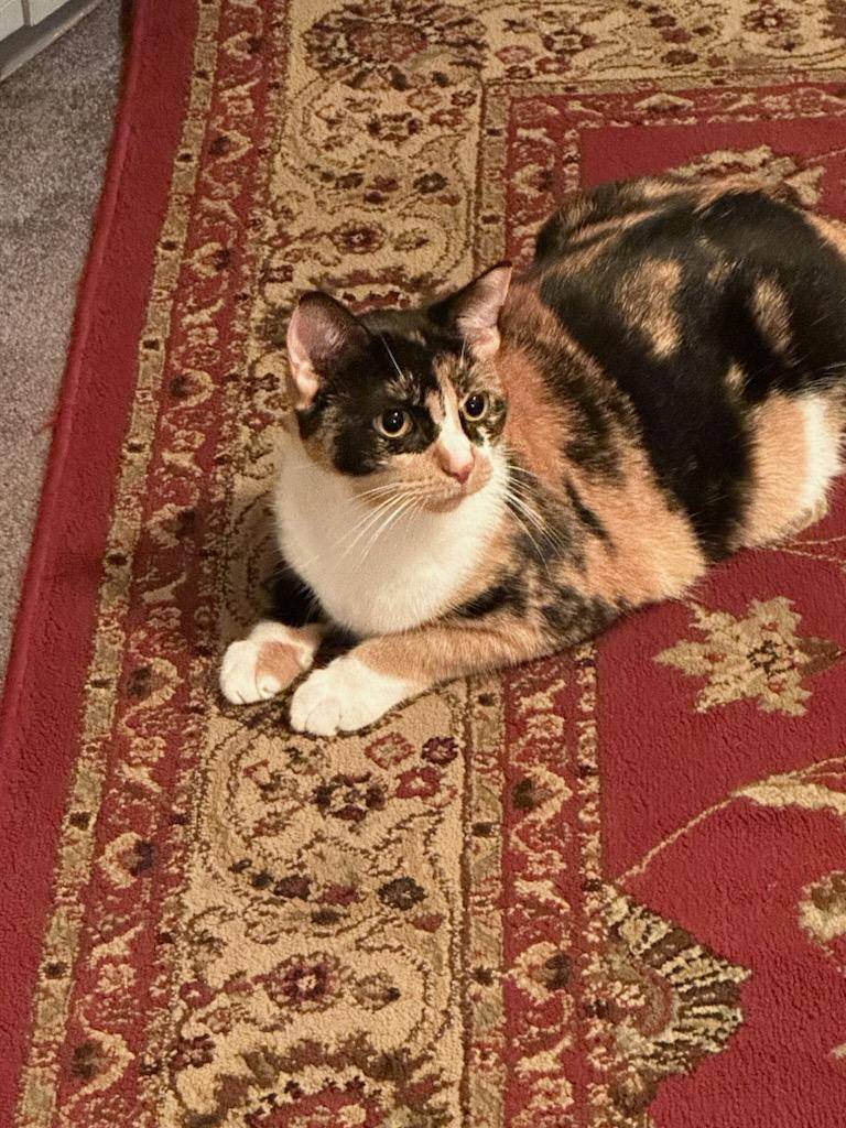 Purrdita calico cat