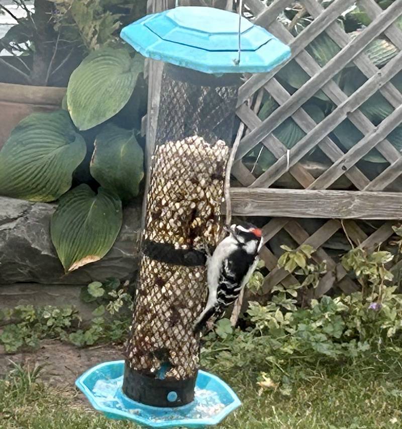 Downy woodpecker on a Sunday afternoon