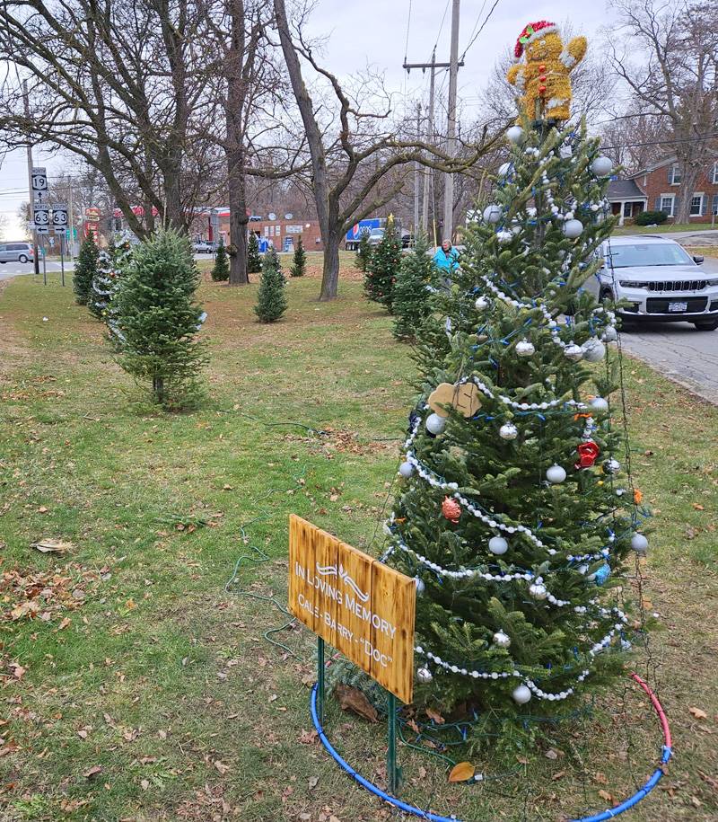 pembroke christmas trees