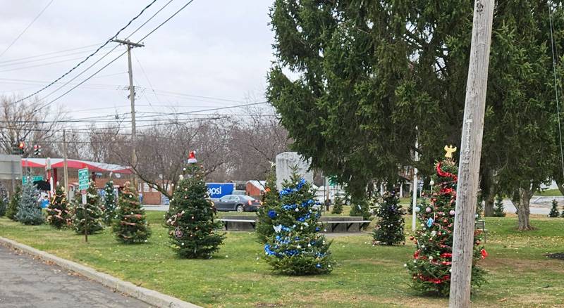 pembroke christmas trees