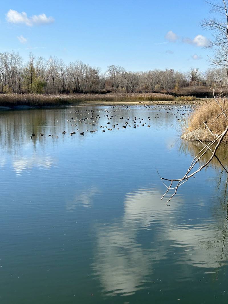 ellicott trail pond geese jason smith