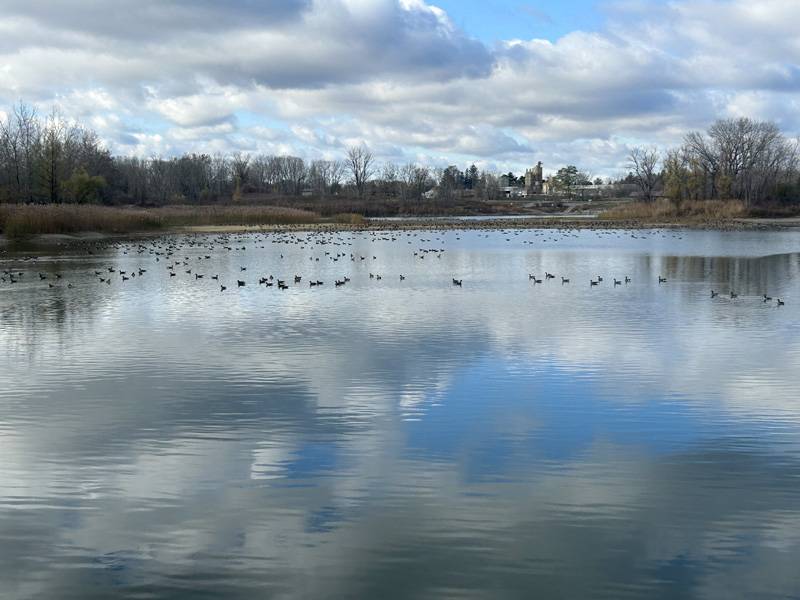 ellicott trail pond geese jason smith