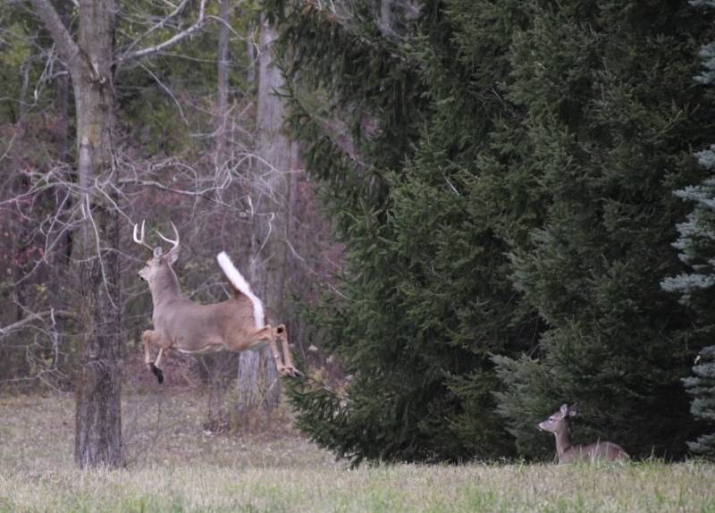 deer in elba