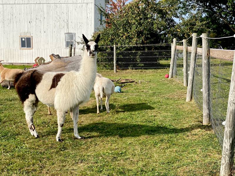 Llama at Mockingbird