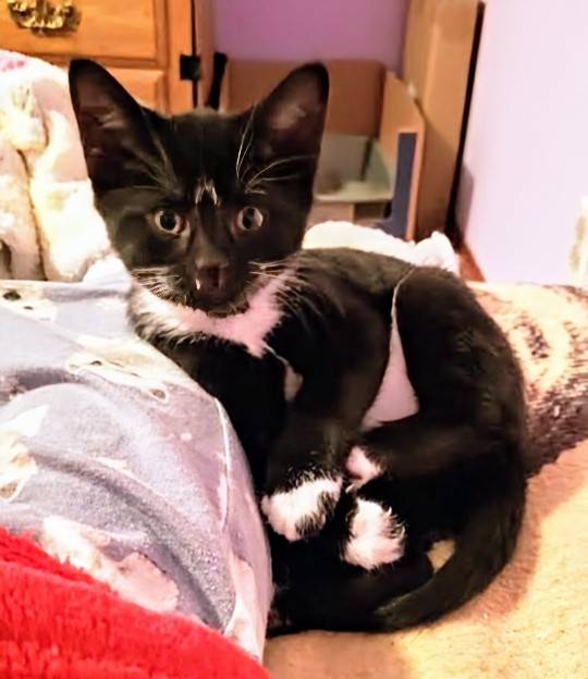 Zorro kitten