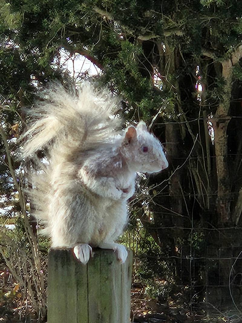 albino squirrel