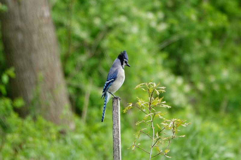 dewitt recreation and ellicott trail