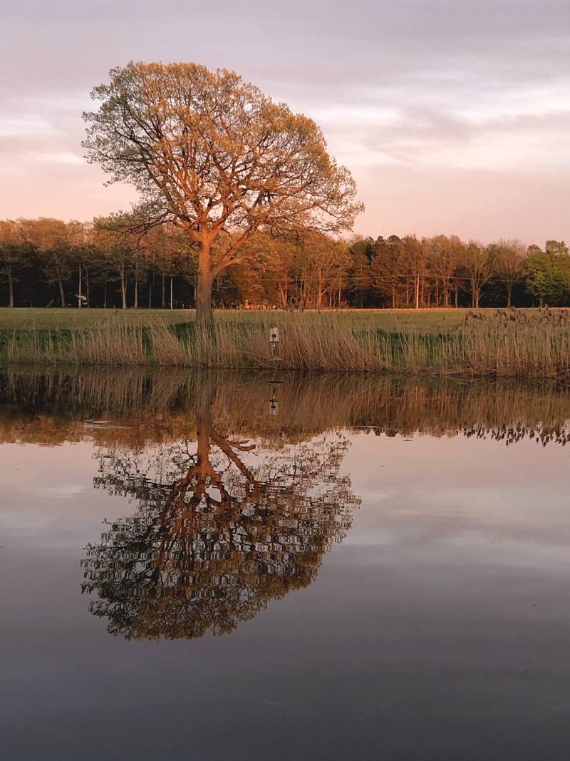 indian falls tree pond