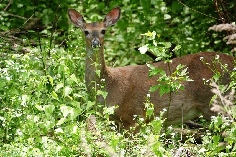 dewitt recreation and ellicott trail