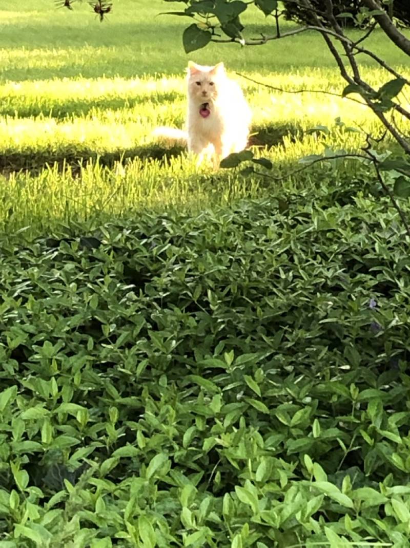 White cat on East Avenue