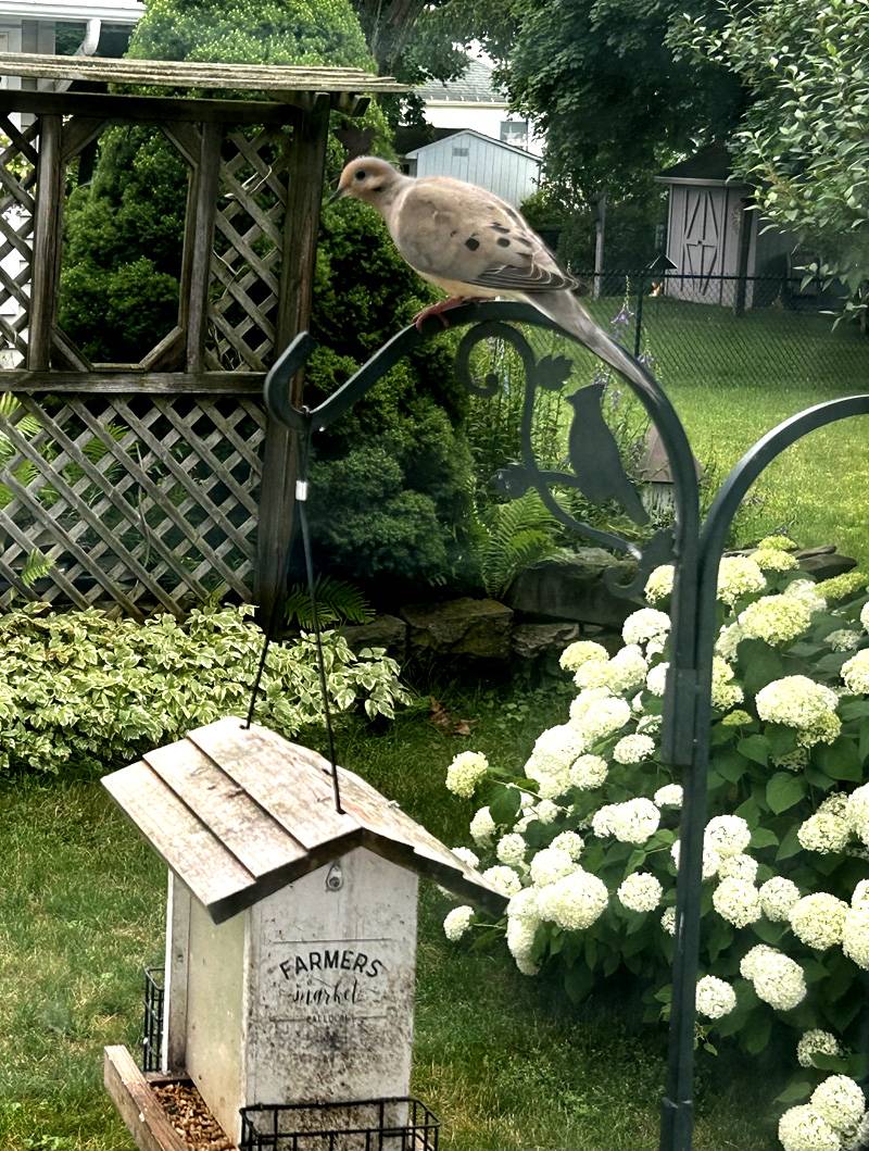 morning dove