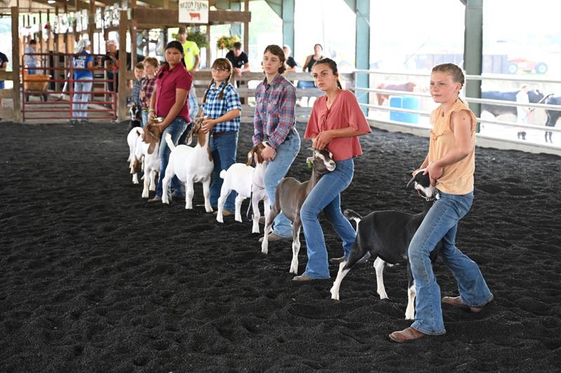 goat show 4-h fair