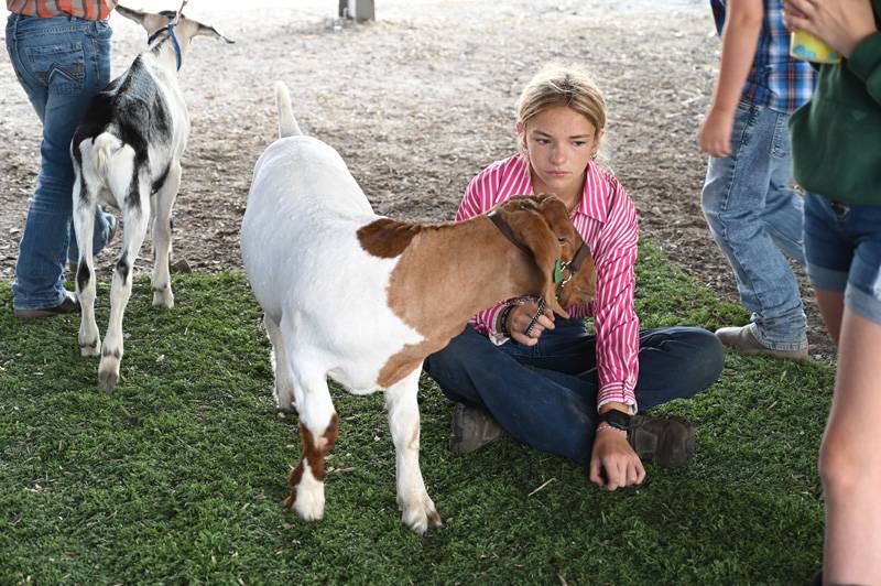 goat show 4-h fair
