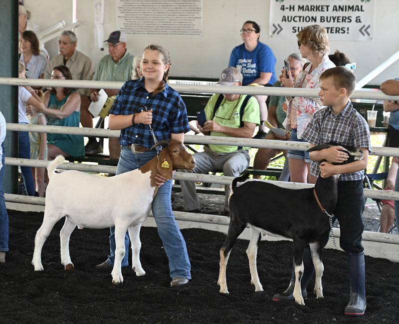 goat show 4-h fair