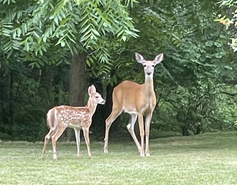doe and fawn