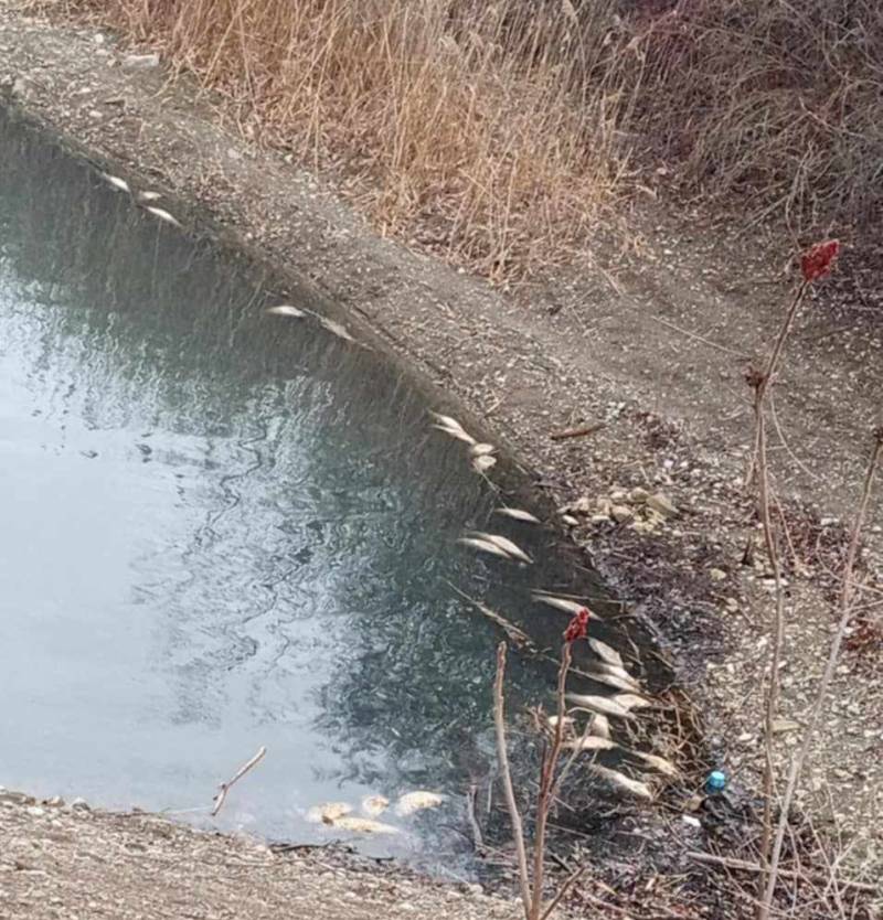 Dead fish at DeWitt Pond