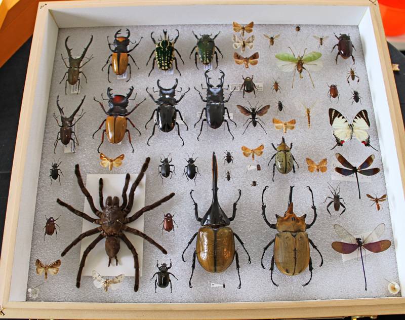 flying bug collection
