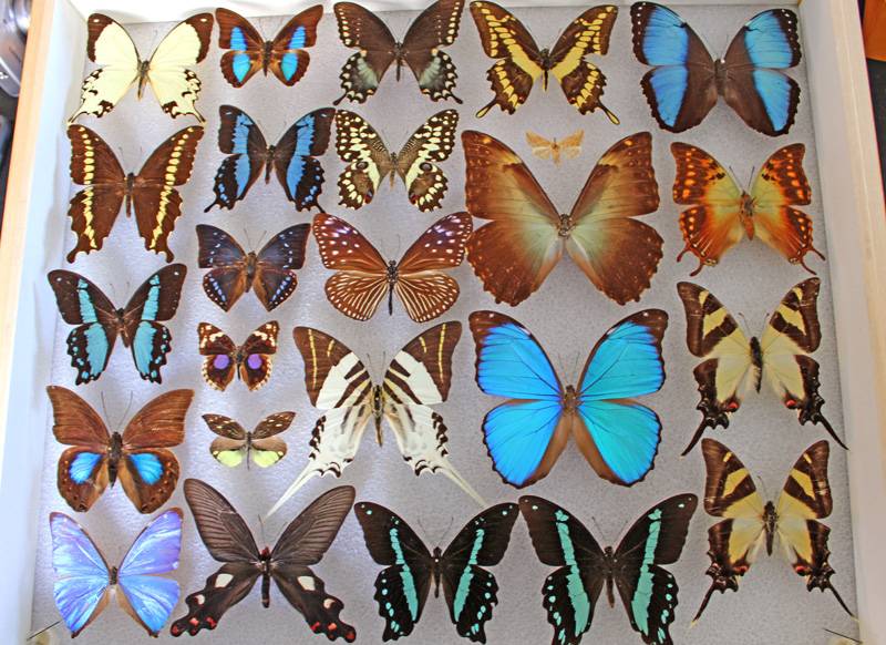 flying bug collection