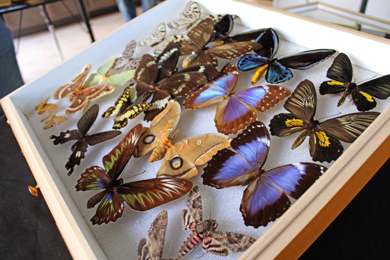 flying bug collection
