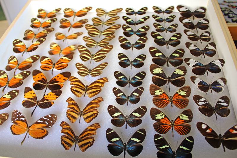flying bug collection