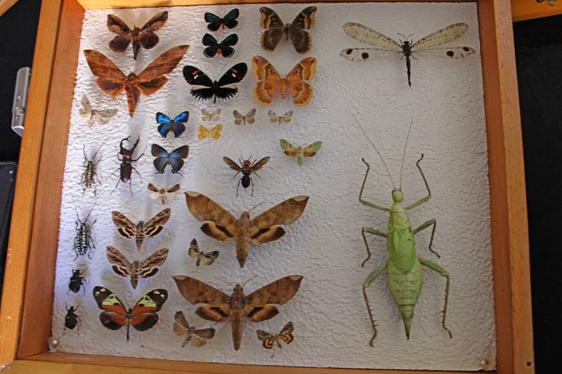 flying bug collection