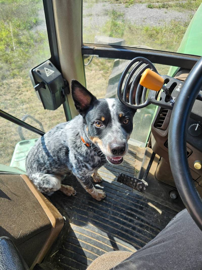Blue heeler missing