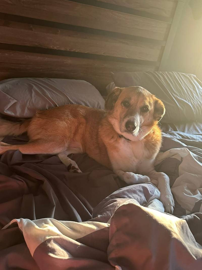 Moana missing dog