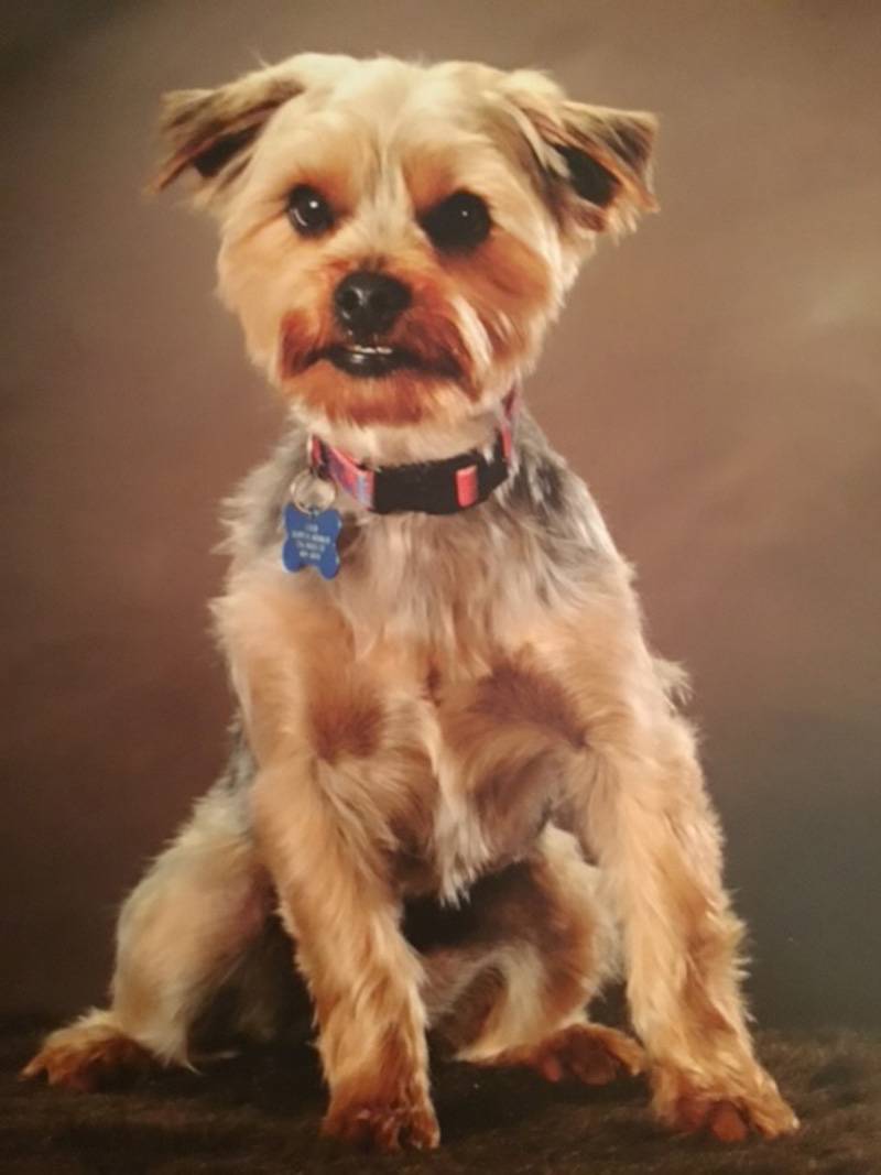 Zach the Yorkie