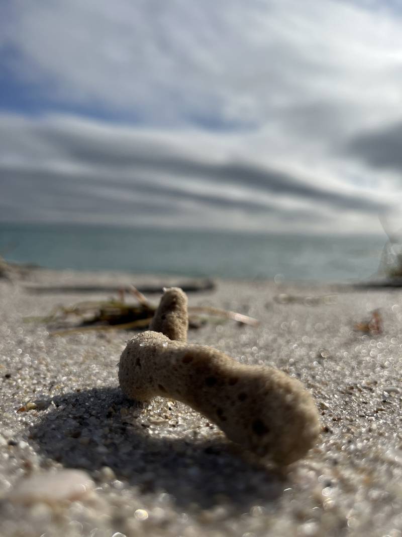 jodi-fisher-coral.jpeg
