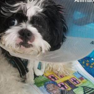 Oreo shop shih tzu