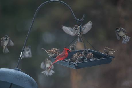 birdfeederdec292015.jpg