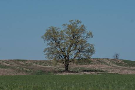 calloakfieldtreeapril2017b.jpg